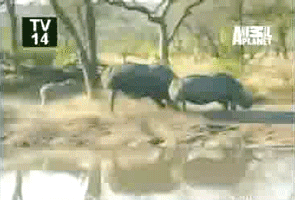 Gif animé rhinocéros se baignent
